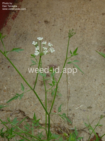 hedgeparsley, Japanese